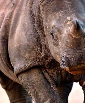 A close-up view of a rhinoceros walking on a dirt path. - Olive Oil Times