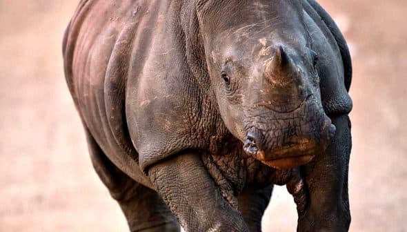 A close-up view of a rhinoceros walking on a dirt path. - Olive Oil Times