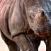 A close-up view of a rhinoceros walking on a dirt path. - Olive Oil Times