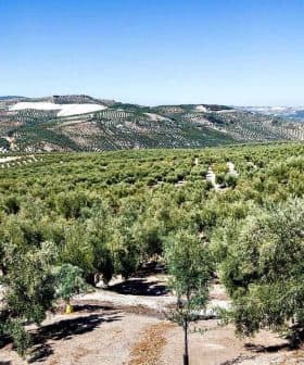 Panoramic view of a vast olive grove with rows of olive trees under a clear blue sky. - Olive Oil Times