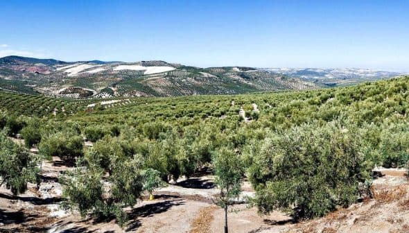 Panoramic view of a vast olive grove with rows of olive trees under a clear blue sky. - Olive Oil Times