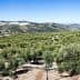 Panoramic view of a vast olive grove with rows of olive trees under a clear blue sky. - Olive Oil Times