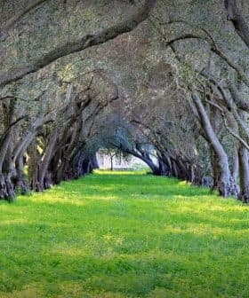Pathway lined with olive trees and green grass in a grove setting. - Olive Oil Times