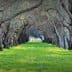 Pathway lined with olive trees and green grass in a grove setting. - Olive Oil Times