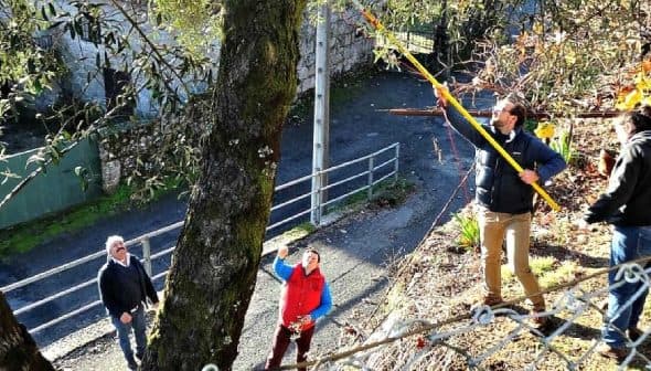 Individuals participating in the olive harvesting process using tools to collect olives from trees. - Olive Oil Times