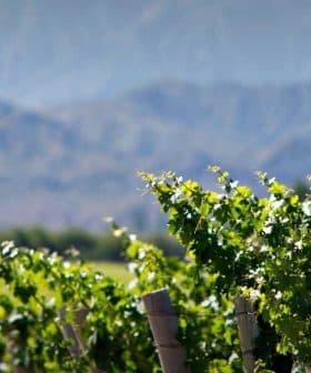 Rows of grapevines growing in a vineyard with mountains in the background. - Olive Oil Times