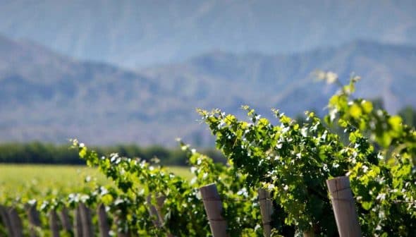 Rows of grapevines growing in a vineyard with mountains in the background. - Olive Oil Times