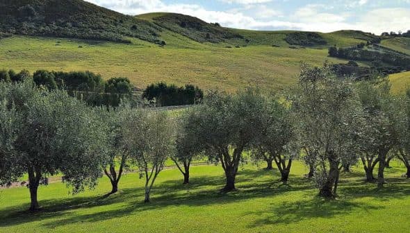 Row of olive trees in a green landscape with rolling hills in the background. - Olive Oil Times