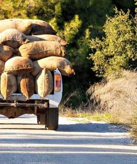 A trailer loaded with burlap bags being pulled on a dirt road surrounded by greenery. - Olive Oil Times