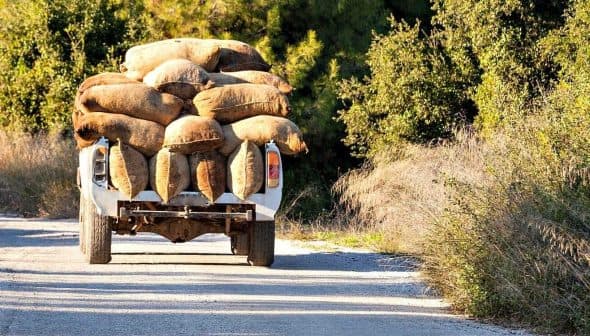 A trailer loaded with burlap bags being pulled on a dirt road surrounded by greenery. - Olive Oil Times