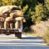 A trailer loaded with burlap bags being pulled on a dirt road surrounded by greenery. - Olive Oil Times