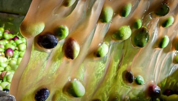 Fresh olives flowing through a processing machine during oil extraction. - Olive Oil Times