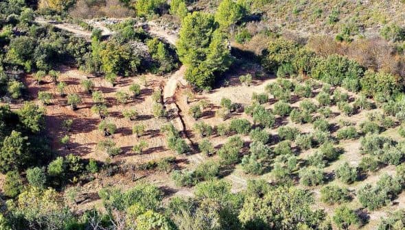Aerial view of an olive grove with neatly arranged rows of olive trees. - Olive Oil Times