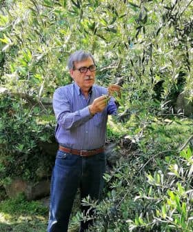 An older man wearing glasses is harvesting olives from a tree in an olive grove. - Olive Oil Times