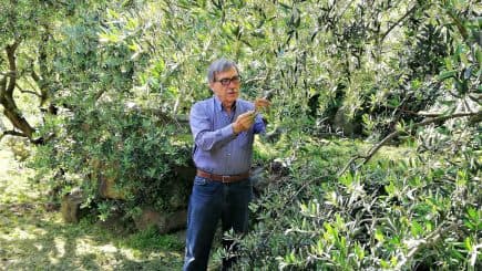 An older man wearing glasses is harvesting olives from a tree in an olive grove. - Olive Oil Times