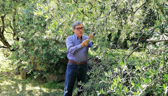 An older man wearing glasses is harvesting olives from a tree in an olive grove. - Olive Oil Times