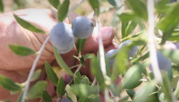 A hand reaching for ripe olives on a branch of an olive tree. - Olive Oil Times