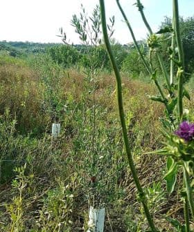 Field of wildflowers featuring a prominent thistle plant with purple flowers and green foliage. - Olive Oil Times