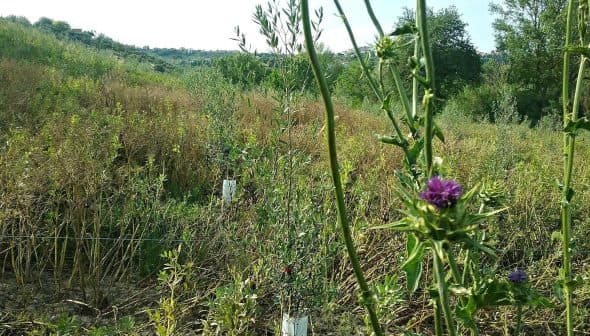 Field of wildflowers featuring a prominent thistle plant with purple flowers and green foliage. - Olive Oil Times
