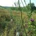 Field of wildflowers featuring a prominent thistle plant with purple flowers and green foliage. - Olive Oil Times