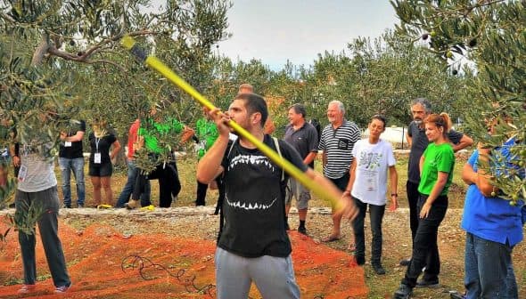 Group of people observing an olive harvesting demonstration with a worker using a pole. - Olive Oil Times