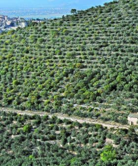 Expansive olive grove with a small building and a village visible on a hillside in the background. - Olive Oil Times