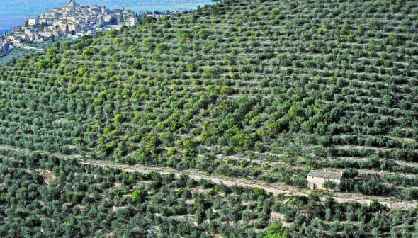 Expansive olive grove with a small building and a village visible on a hillside in the background. - Olive Oil Times