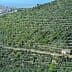 Expansive olive grove with a small building and a village visible on a hillside in the background. - Olive Oil Times