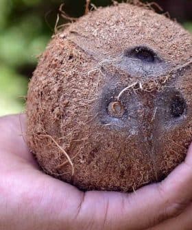 A hand holding a whole coconut with brown fibrous husk and dark eyes visible. - Olive Oil Times
