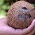 A hand holding a whole coconut with brown fibrous husk and dark eyes visible. - Olive Oil Times