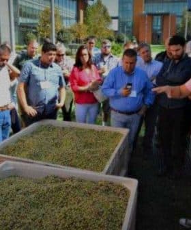 A group of people gathered around two large containers filled with olives during an olive oil production demonstration. - Olive Oil Times