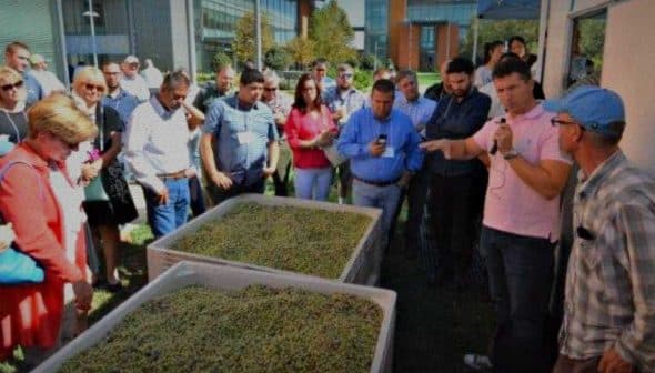A group of people gathered around two large containers filled with olives during an olive oil production demonstration. - Olive Oil Times