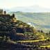 A landscape featuring rolling green hills and terraced agricultural fields under a clear sky. - Olive Oil Times