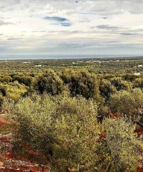 Panoramic view of an olive grove with numerous olive trees and a cloudy sky. - Olive Oil Times