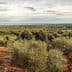 Panoramic view of an olive grove with numerous olive trees and a cloudy sky. - Olive Oil Times