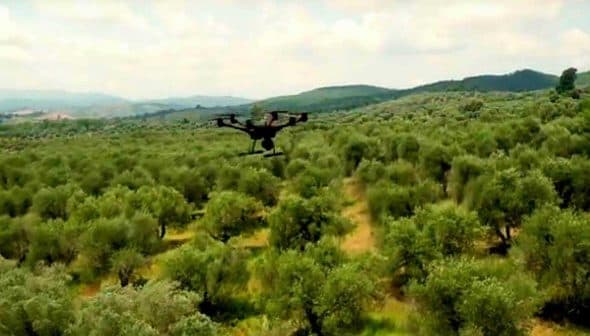 A drone flying above a lush olive grove with trees stretching across the landscape. - Olive Oil Times