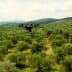 A drone flying above a lush olive grove with trees stretching across the landscape. - Olive Oil Times