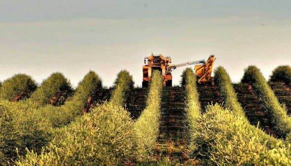 Olive harvesting machine operating in a neatly arranged olive grove with trees in rows. - Olive Oil Times