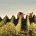 Olive harvesting machine operating in a neatly arranged olive grove with trees in rows. - Olive Oil Times