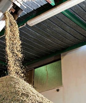 Olive oil being processed, with a large pile of olive pomace beneath a conveyor system. - Olive Oil Times