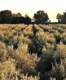 Expansive olive grove with rows of olive trees under a clear sky during sunset. - Olive Oil Times