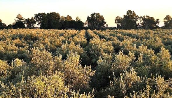 Expansive olive grove with rows of olive trees under a clear sky during sunset. - Olive Oil Times
