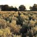 Expansive olive grove with rows of olive trees under a clear sky during sunset. - Olive Oil Times
