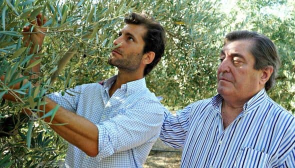 Two men inspecting olive branches during an olive harvest in an orchard. - Olive Oil Times