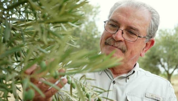 Man examining an olive tree branch with green olives in a natural setting. - Olive Oil Times