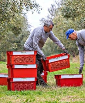 Two men arranging red harvesting baskets in an olive grove during the olive collection process. - Olive Oil Times