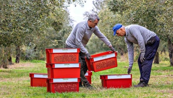 Two men arranging red harvesting baskets in an olive grove during the olive collection process. - Olive Oil Times