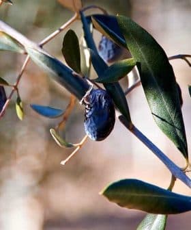 Close-up of an olive branch featuring ripe black olives and green leaves. - Olive Oil Times
