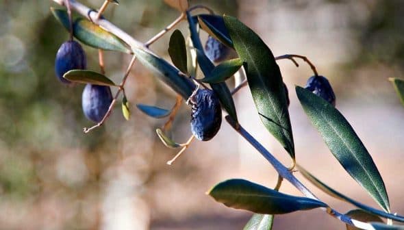 Close-up of an olive branch featuring ripe black olives and green leaves. - Olive Oil Times