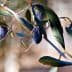 Close-up of an olive branch featuring ripe black olives and green leaves. - Olive Oil Times